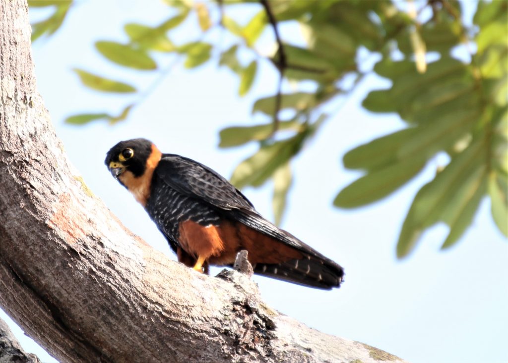 Birds of Guyana